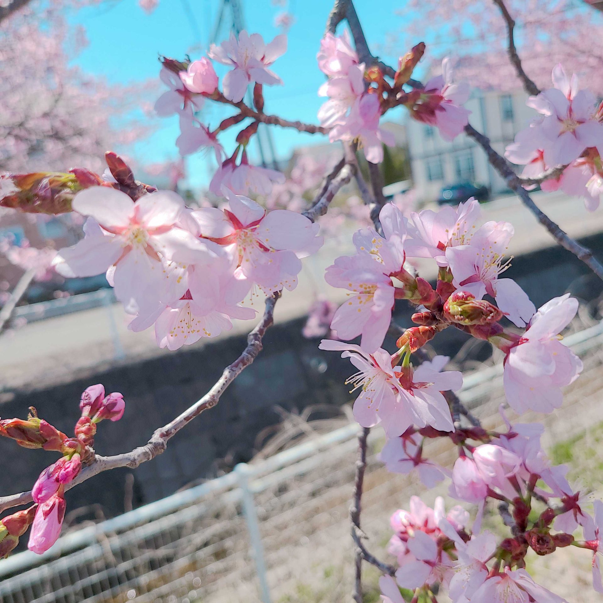 岩手にも桜の季節がやってきました